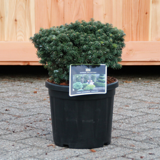 Planta naturala H50cm Abies koreana Brillant PS26/ in pamant
