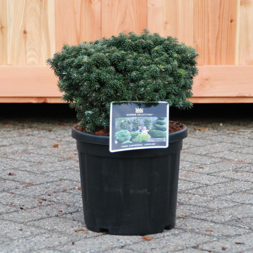 Planta naturala H50cm Abies koreana Brillant PS26/ in pamant