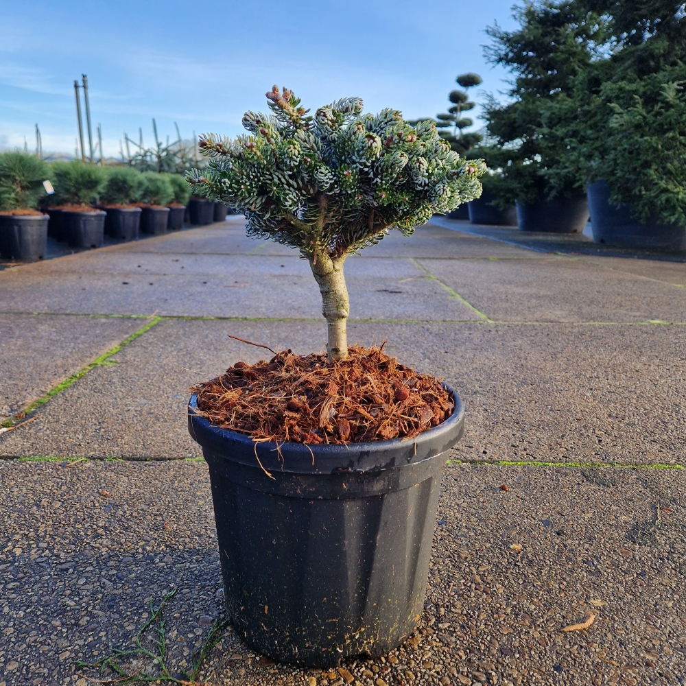Planta naturala H50cm Abies koreana Kohouts Icebreaker  PS24/ in pamant