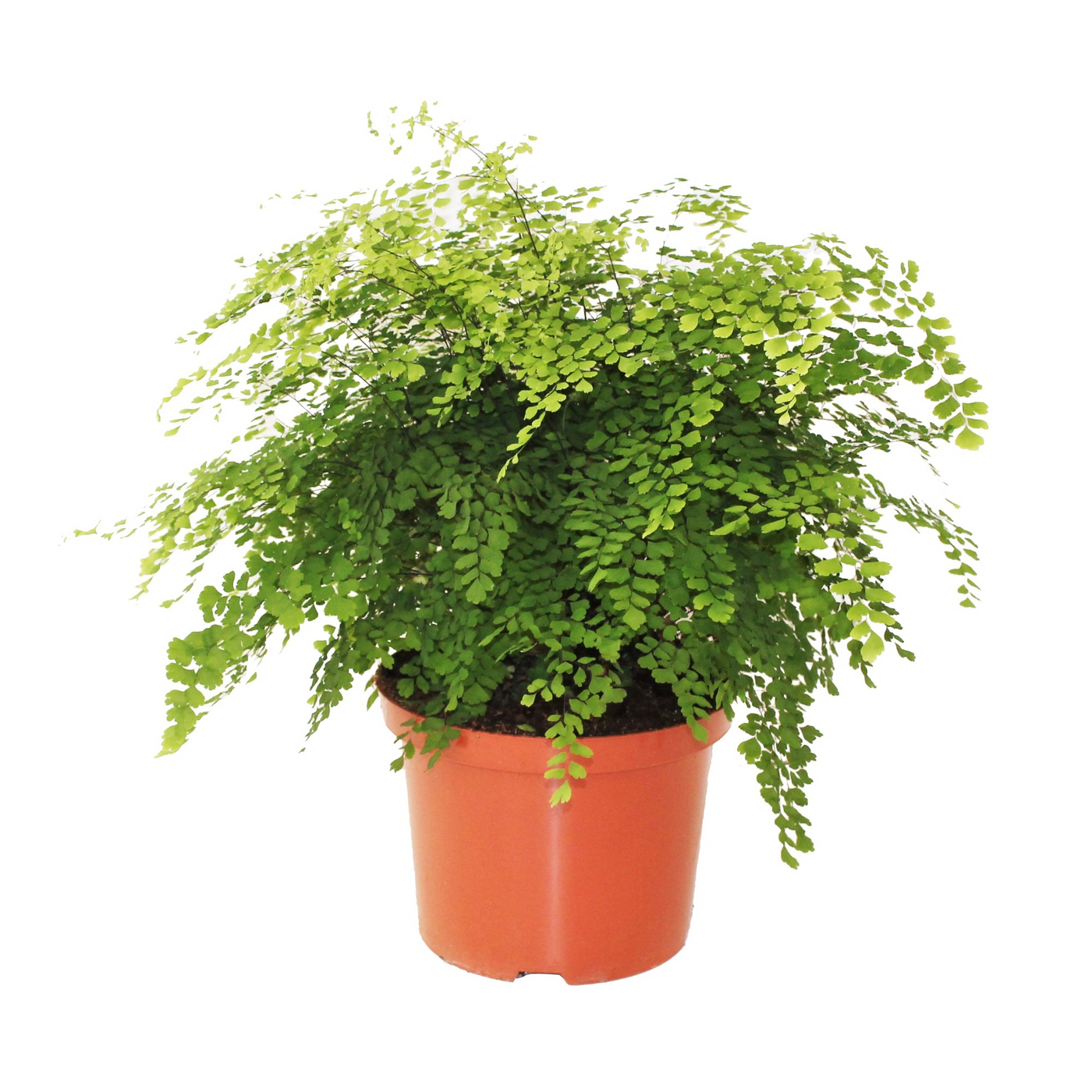 Planta naturala H50cm Adiantum raddianum 'Fragrans' PS24/ in pamant