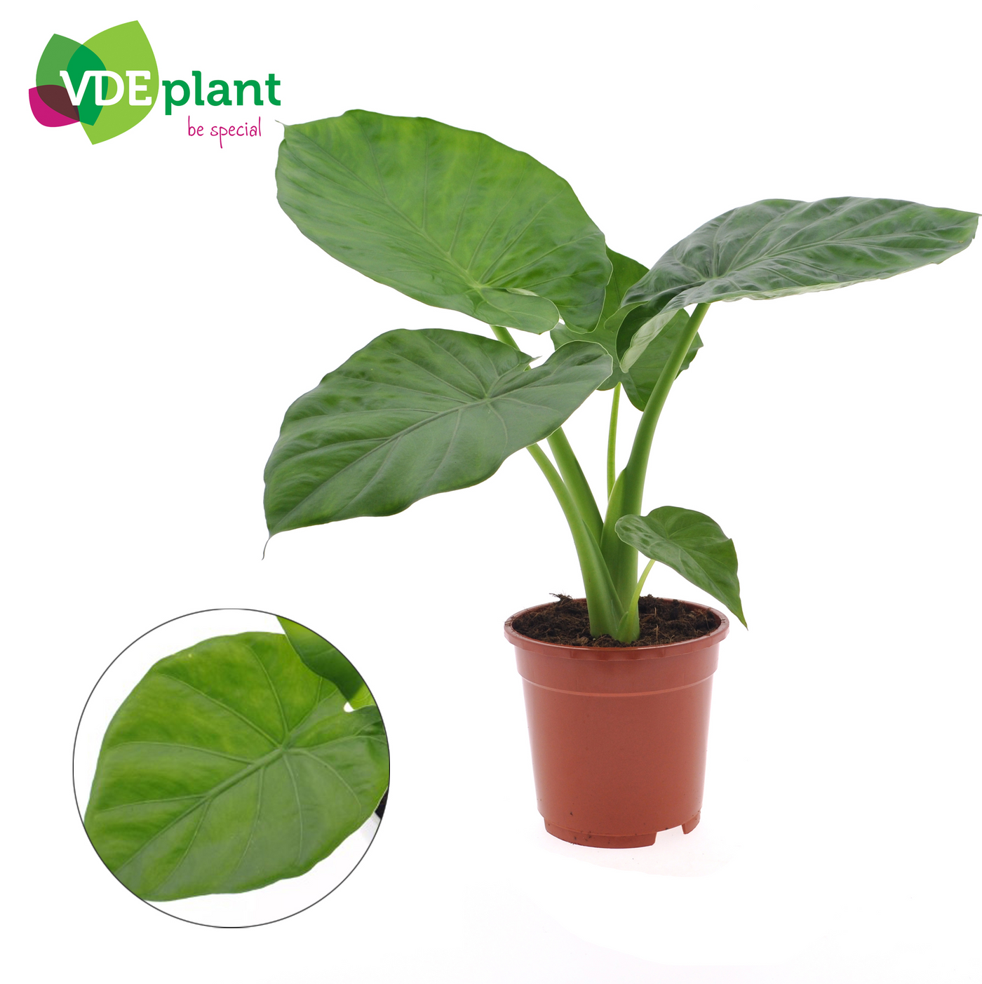 Planta naturala H50cm Alocasia macrorrhizos PS17/ in pamant