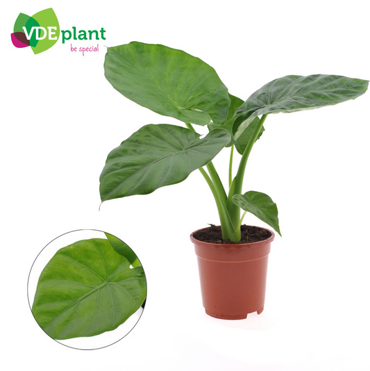 Planta naturala H50cm Alocasia macrorrhizos PS17/ in pamant