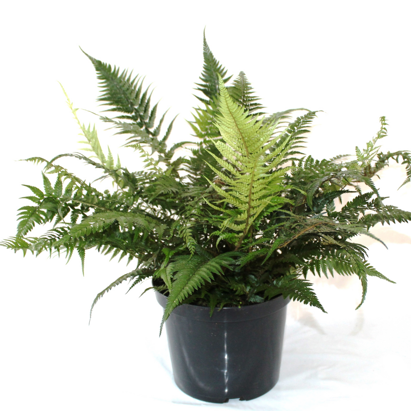 Planta naturala H50cm Athyrium spicatum PS24/ in pamant