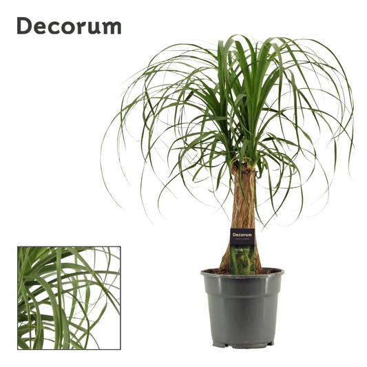 Planta naturala H50cm Beaucarnea recurvata PS17/ in pamant