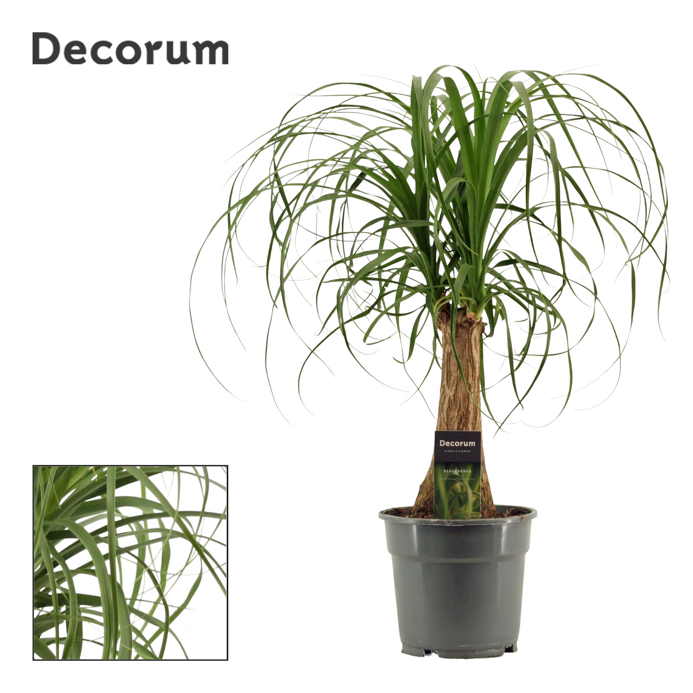 Planta naturala H50cm Beaucarnea recurvata PS17/ in pamant