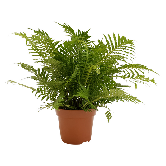 Planta naturala H50cm Blechnum gibbum 'Silver Lady' PS17/ in pamant