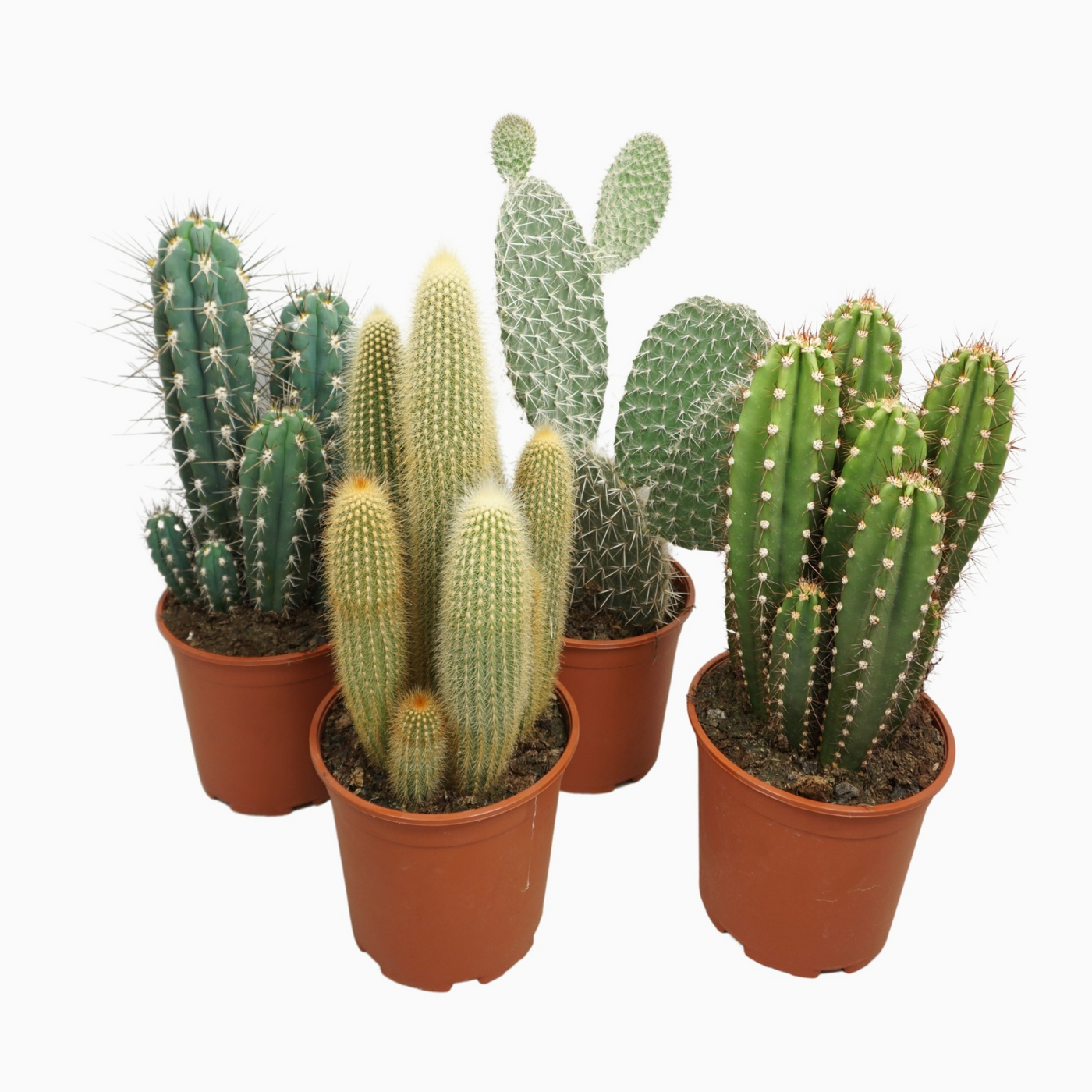 Planta naturala H50cm Cactus mix PS21/ in pamant