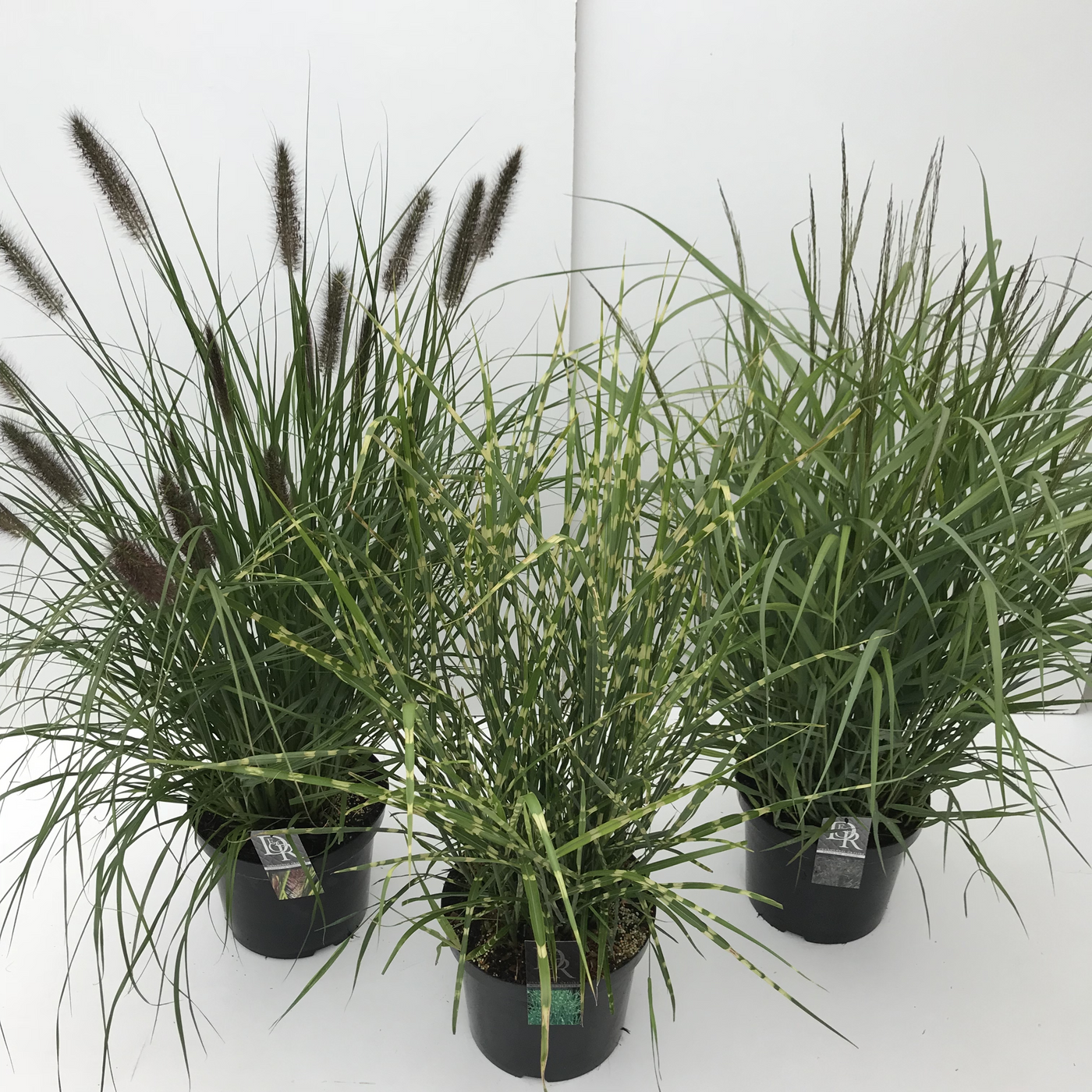 Planta naturala H50cm Carex mix PS29/ in pamant