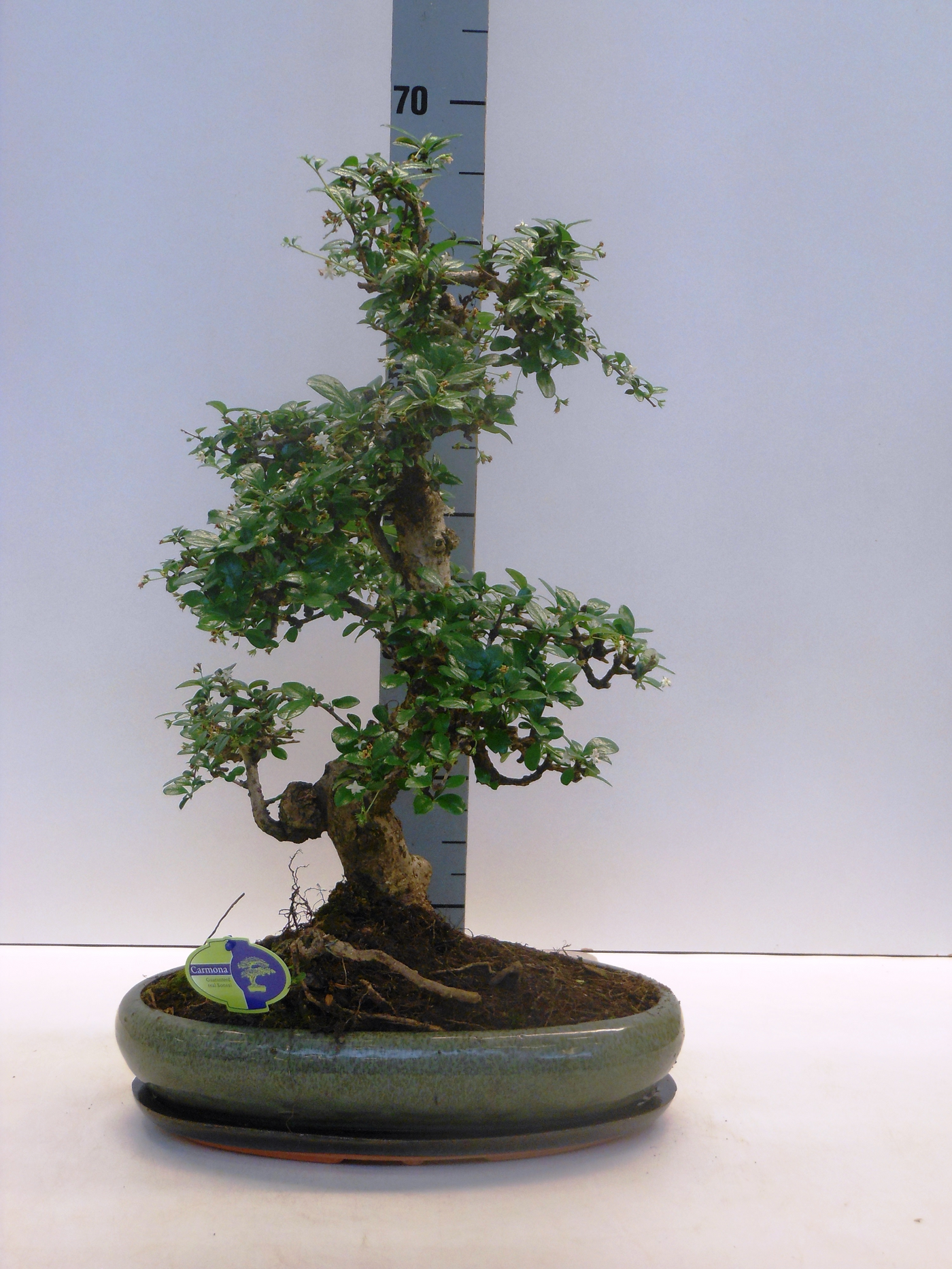 Planta naturala H50cm Carmona retusa Bonsai PS39/ in pamant