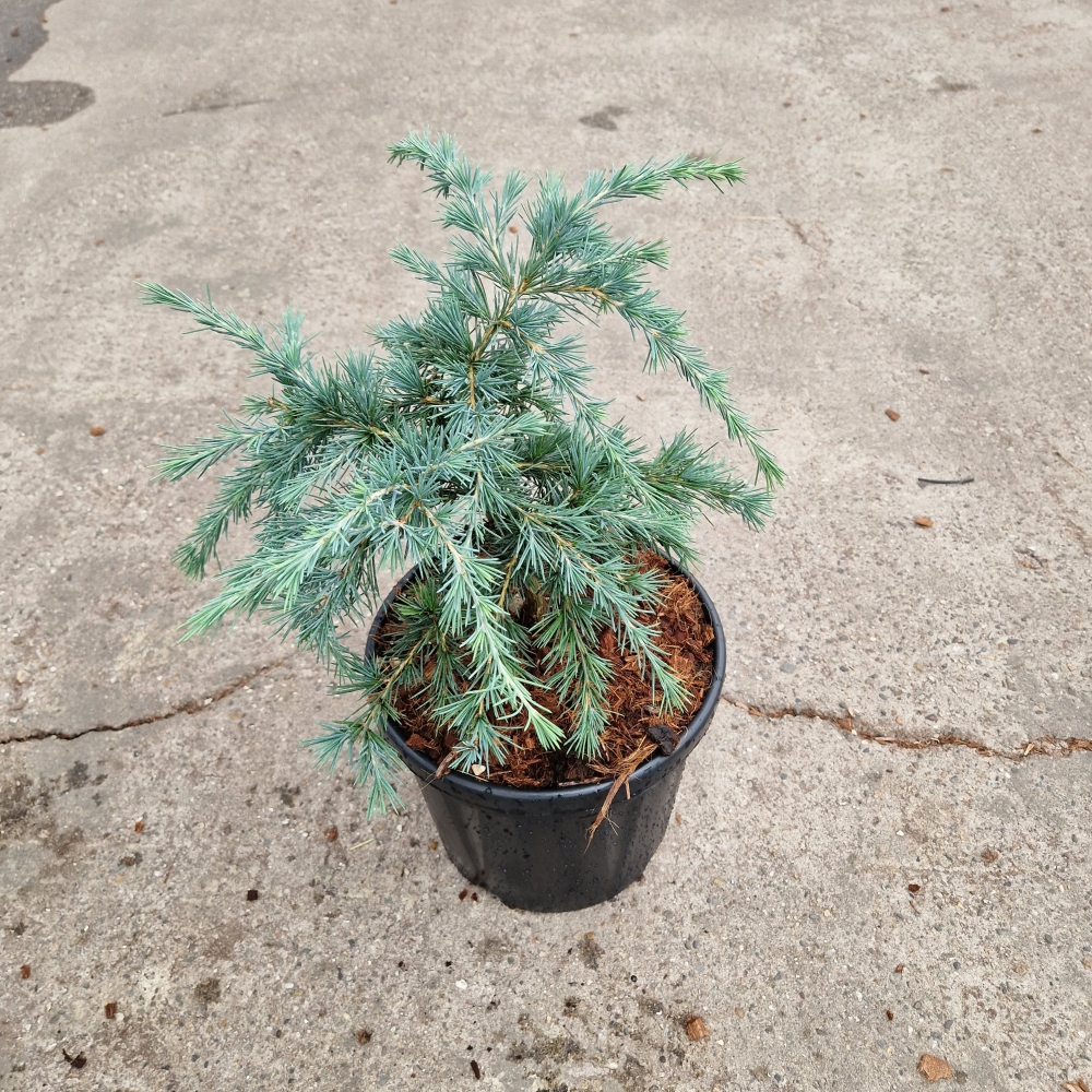 Planta naturala H50cm Cedrus deodara Feeling Blue PS26/ in pamant