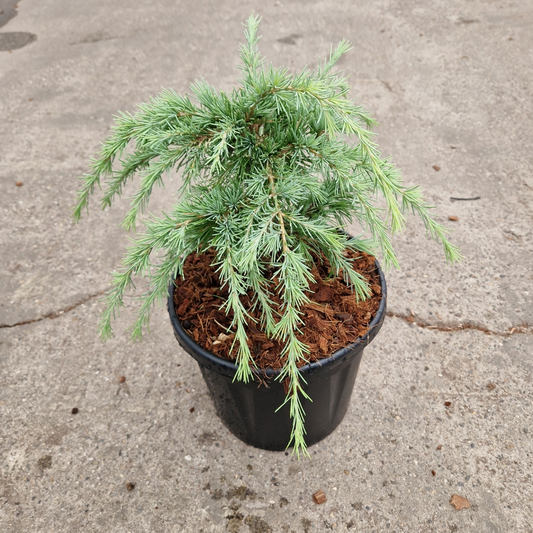 Planta naturala H50cm Cedrus deodara Limeglow PS26/ in pamant