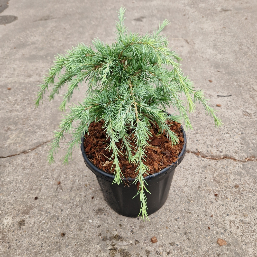 Planta naturala H50cm Cedrus deodara Limeglow PS26/ in pamant