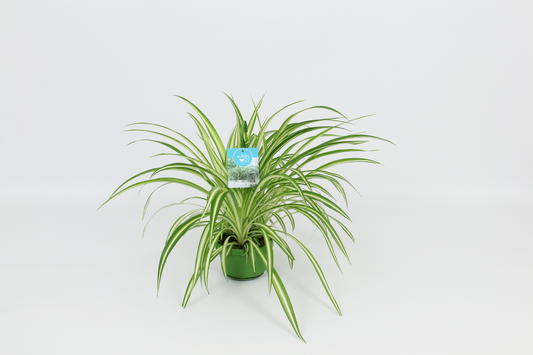 Planta naturala H50cm Chlorophytum comosum 'Vittatum' PS14/ in pamant
