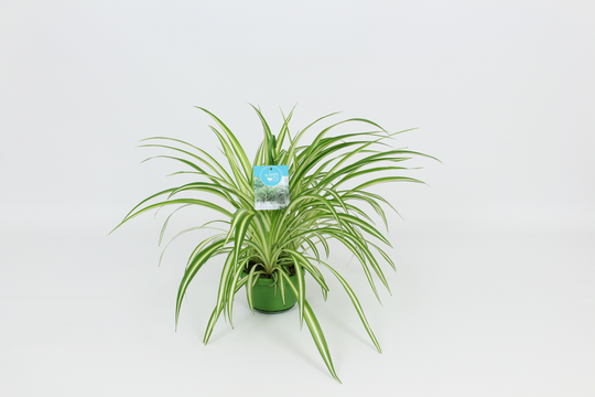 Planta naturala H50cm Chlorophytum comosum 'Vittatum' PS14/ in pamant