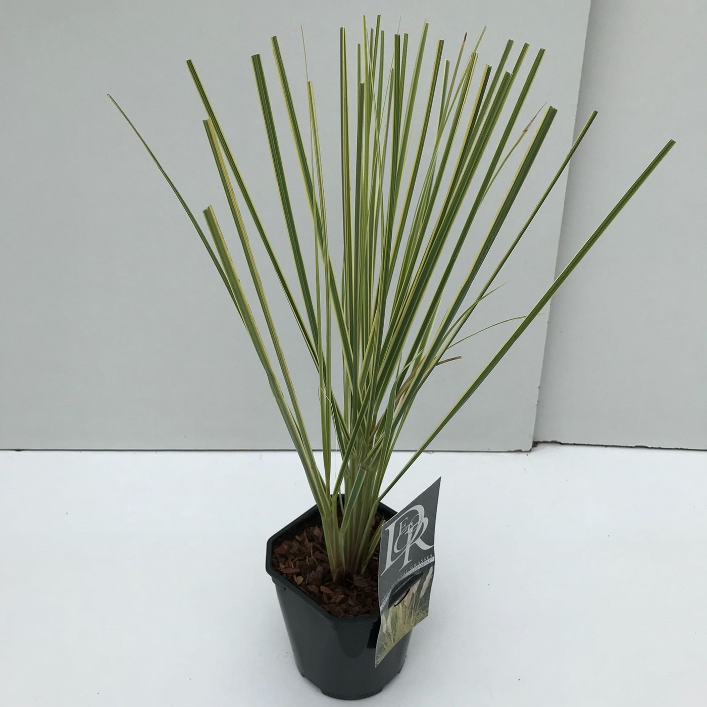 Planta naturala H50cm Cortaderia selloana 'Mini Goldpampas' PS17/ in pamant