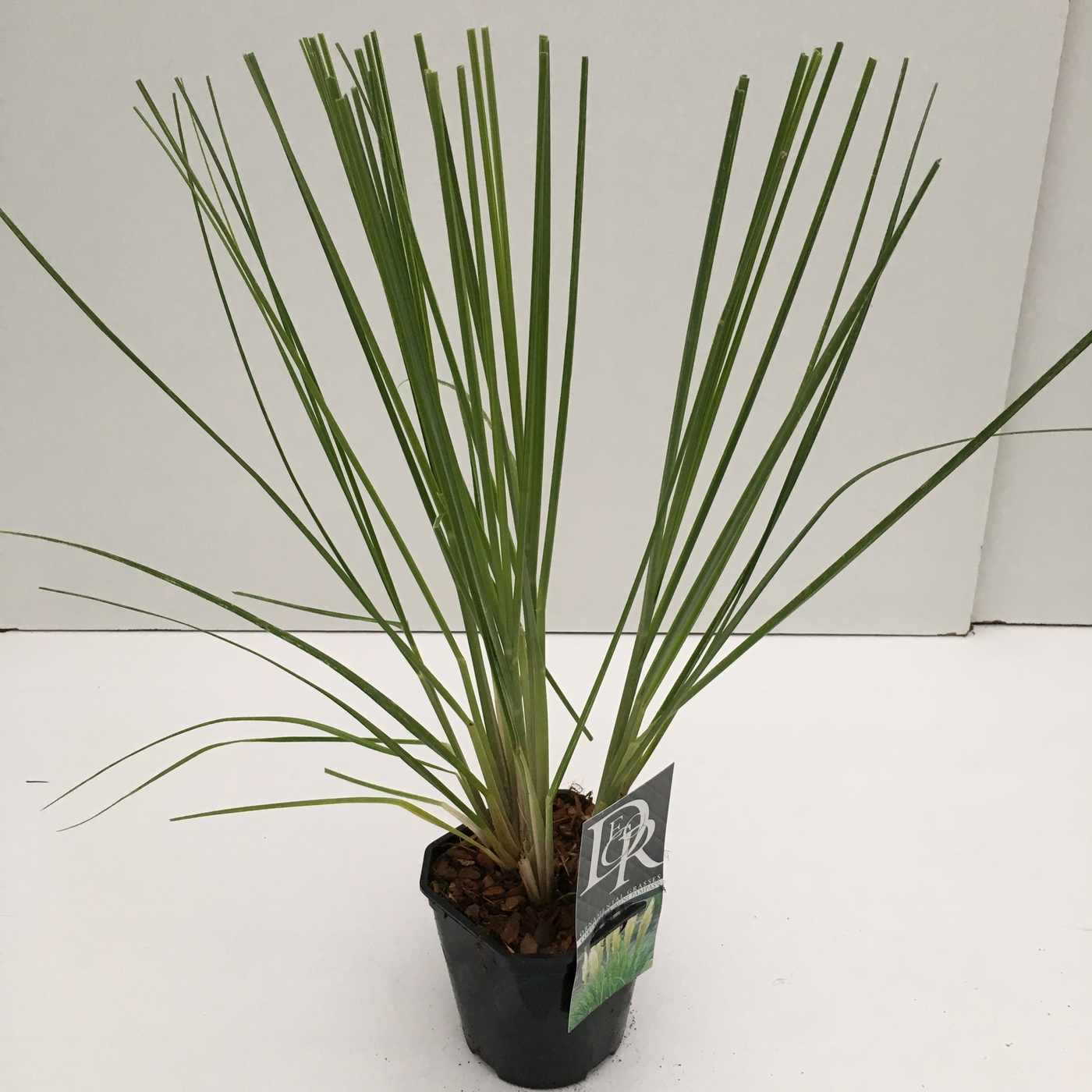 Planta naturala H50cm Cortaderia selloana 'Mini Pampas' PS17/ in pamant