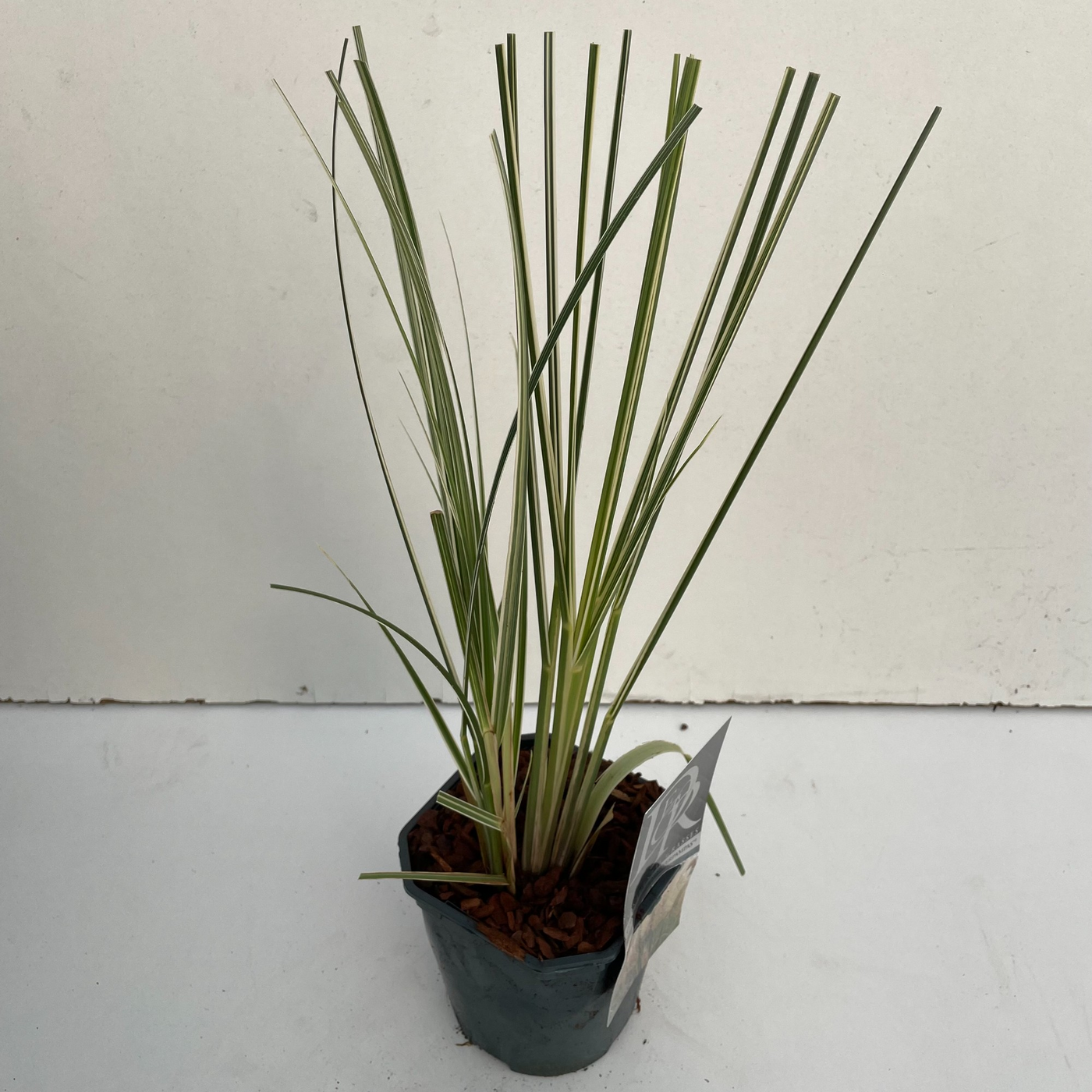 Planta naturala H50cm Cortaderia selloana 'Mini Silverpampas' PS17/ in pamant