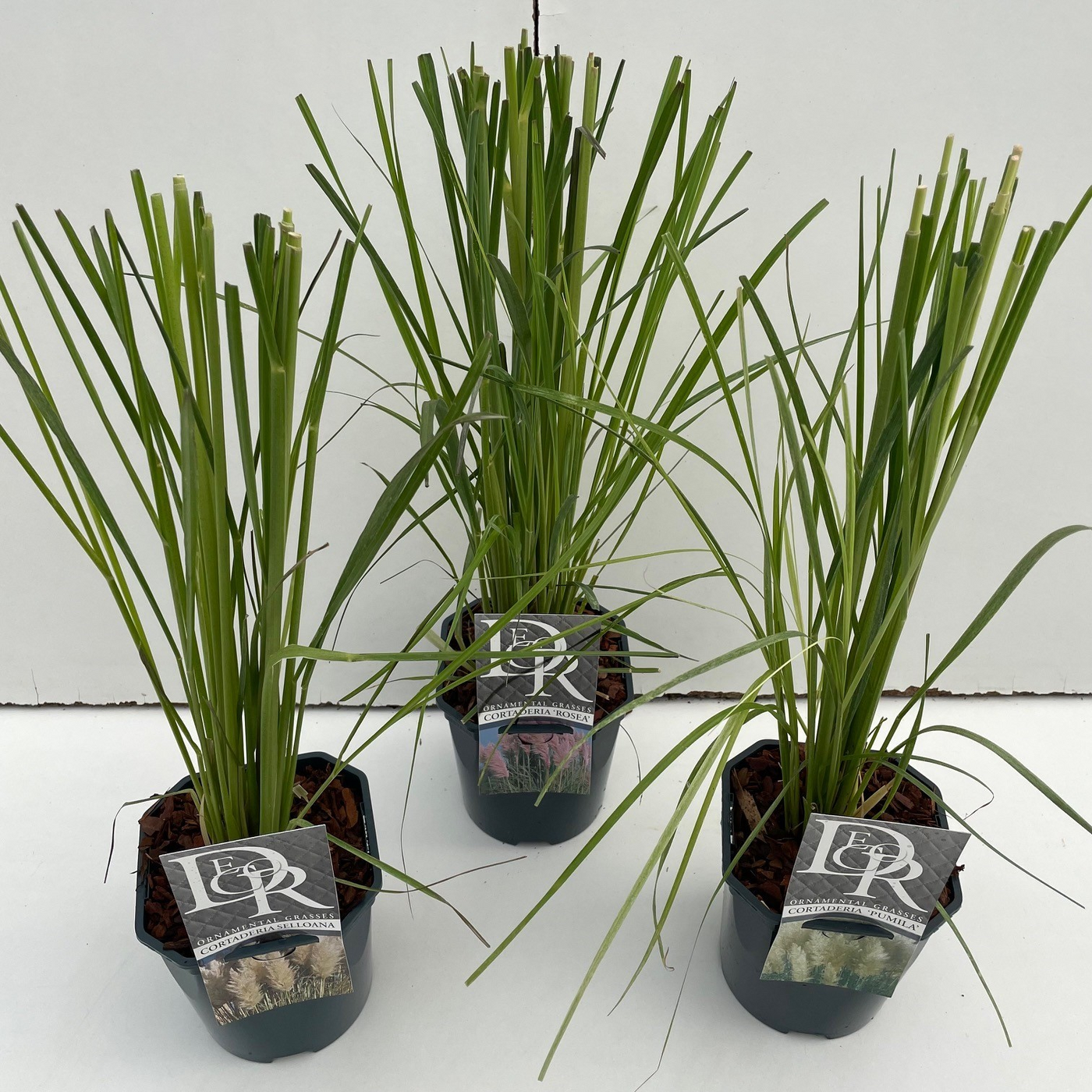 Planta naturala H50cm Cortaderia selloana mix PS17/ in pamant