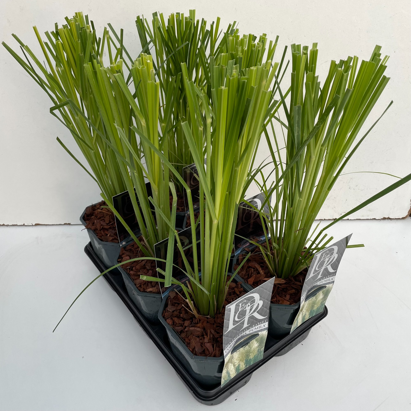 Planta naturala H50cm Cortaderia selloana mix tray PS17/ in pamant
