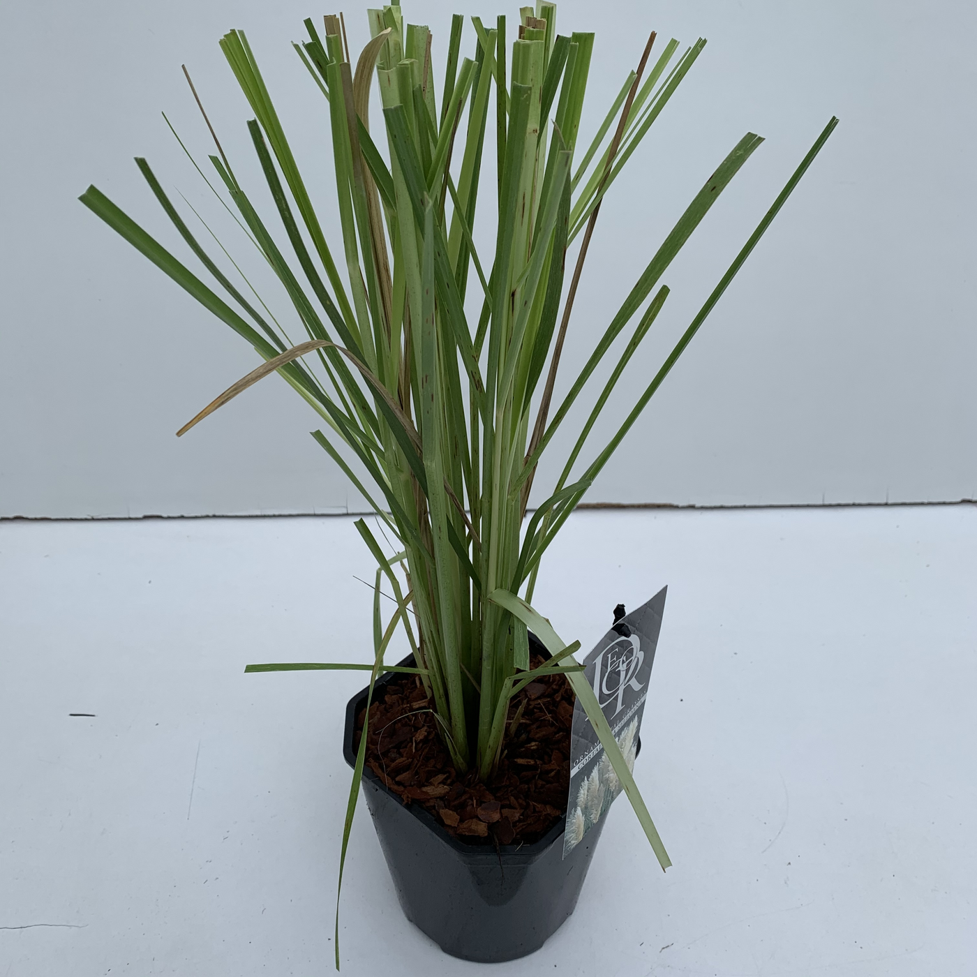 Planta naturala H50cm Cortaderia selloana PS17/ in pamant
