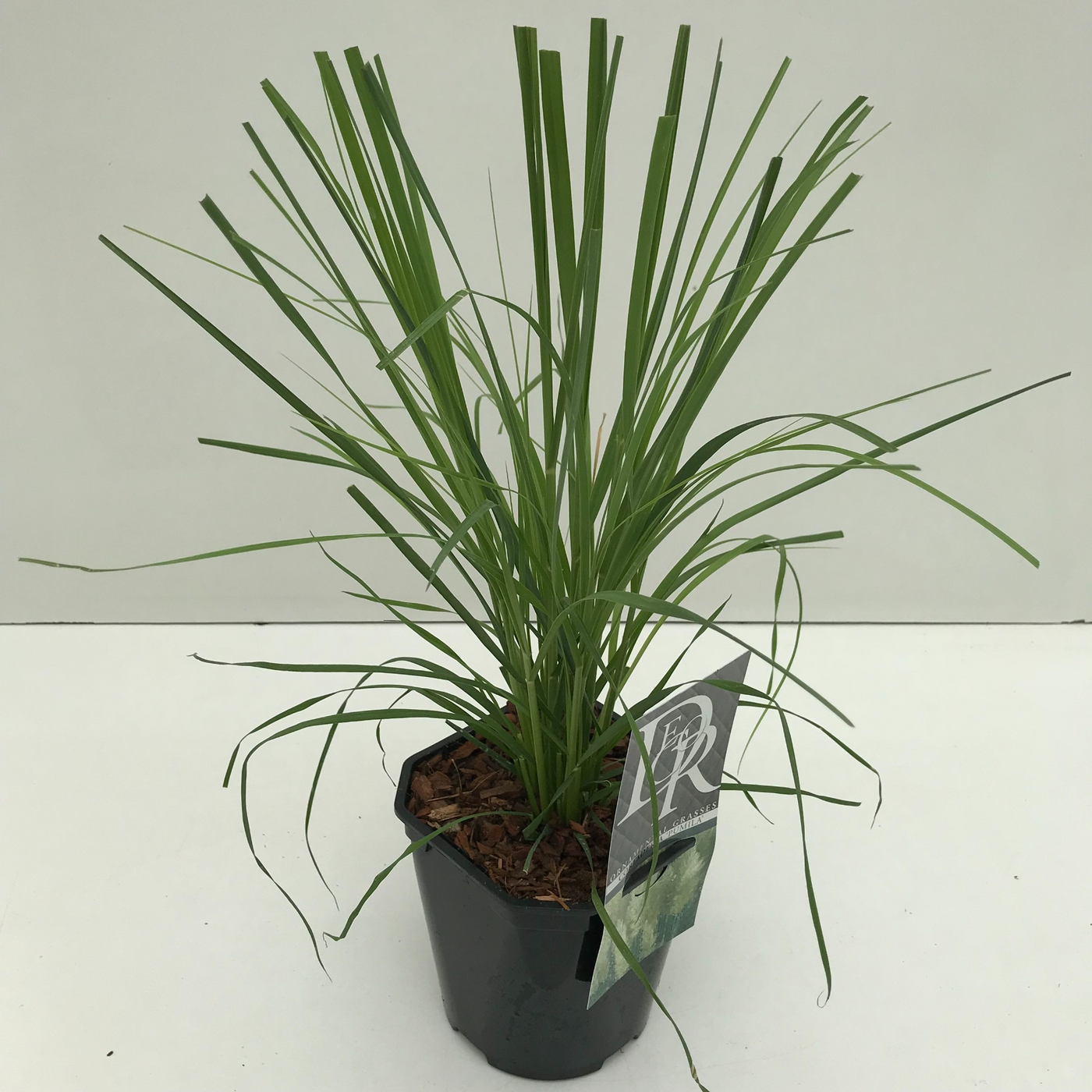 Planta naturala H50cm Cortaderia selloana 'Pumila' PS17/ in pamant