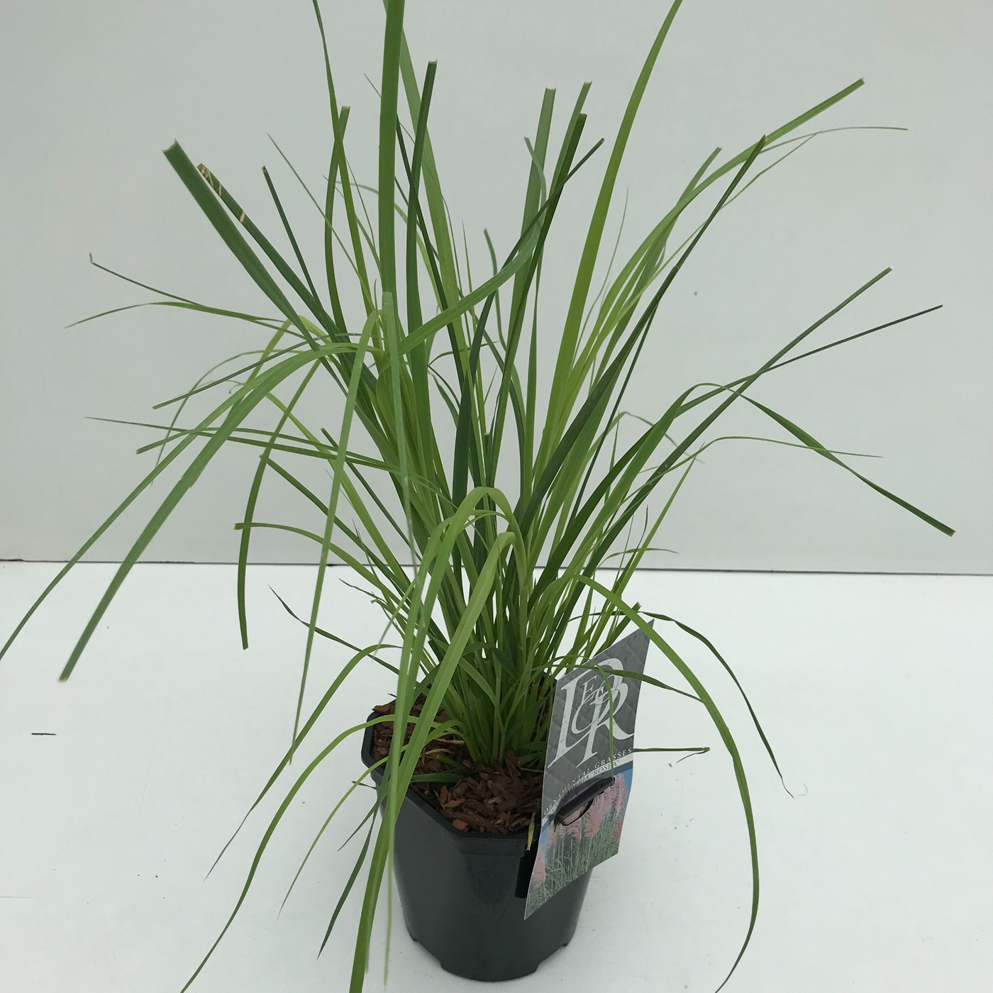 Planta naturala H50cm Cortaderia selloana 'Rosea' PS17/ in pamant