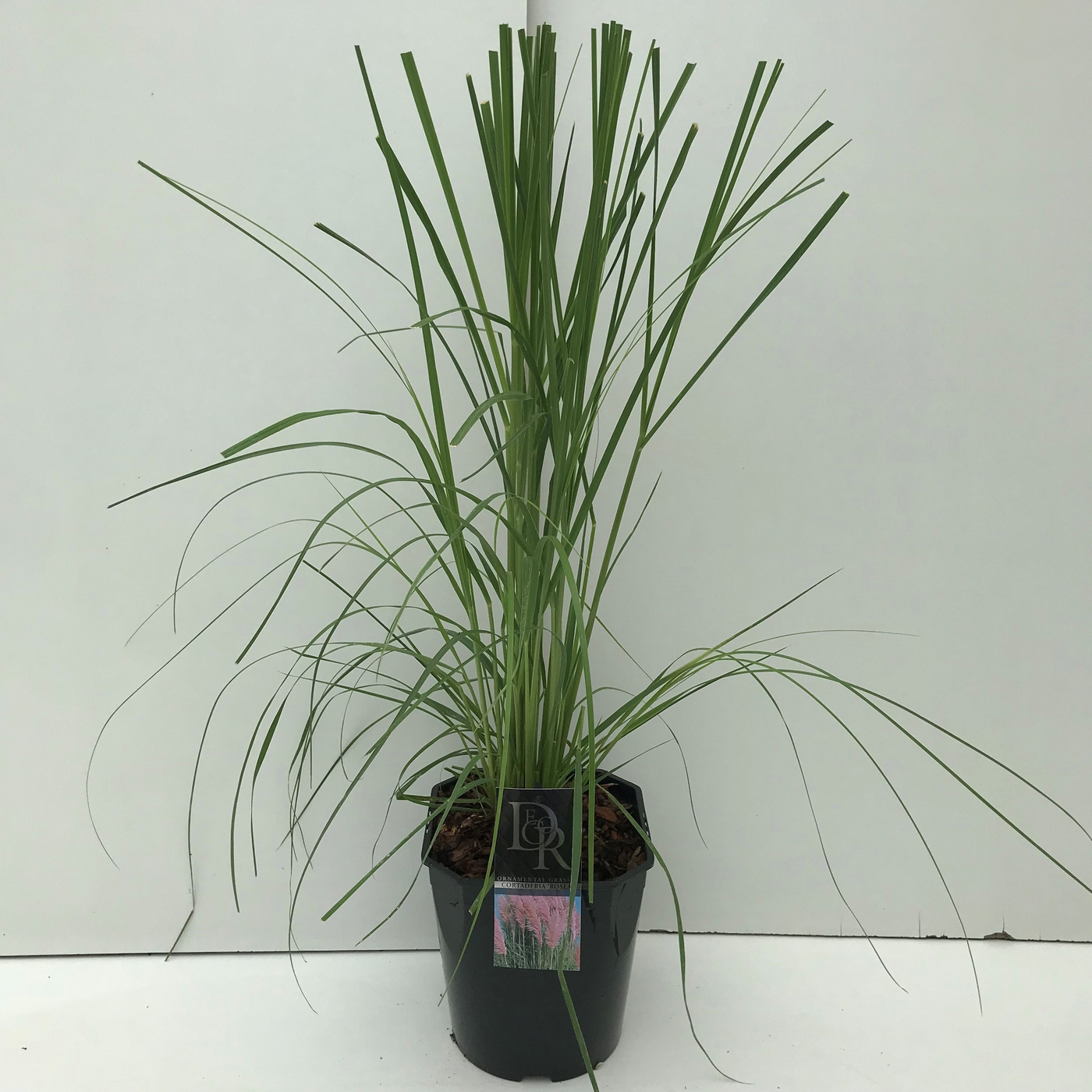 Planta naturala H50cm Cortaderia selloana 'Rosea' PS23/ in pamant