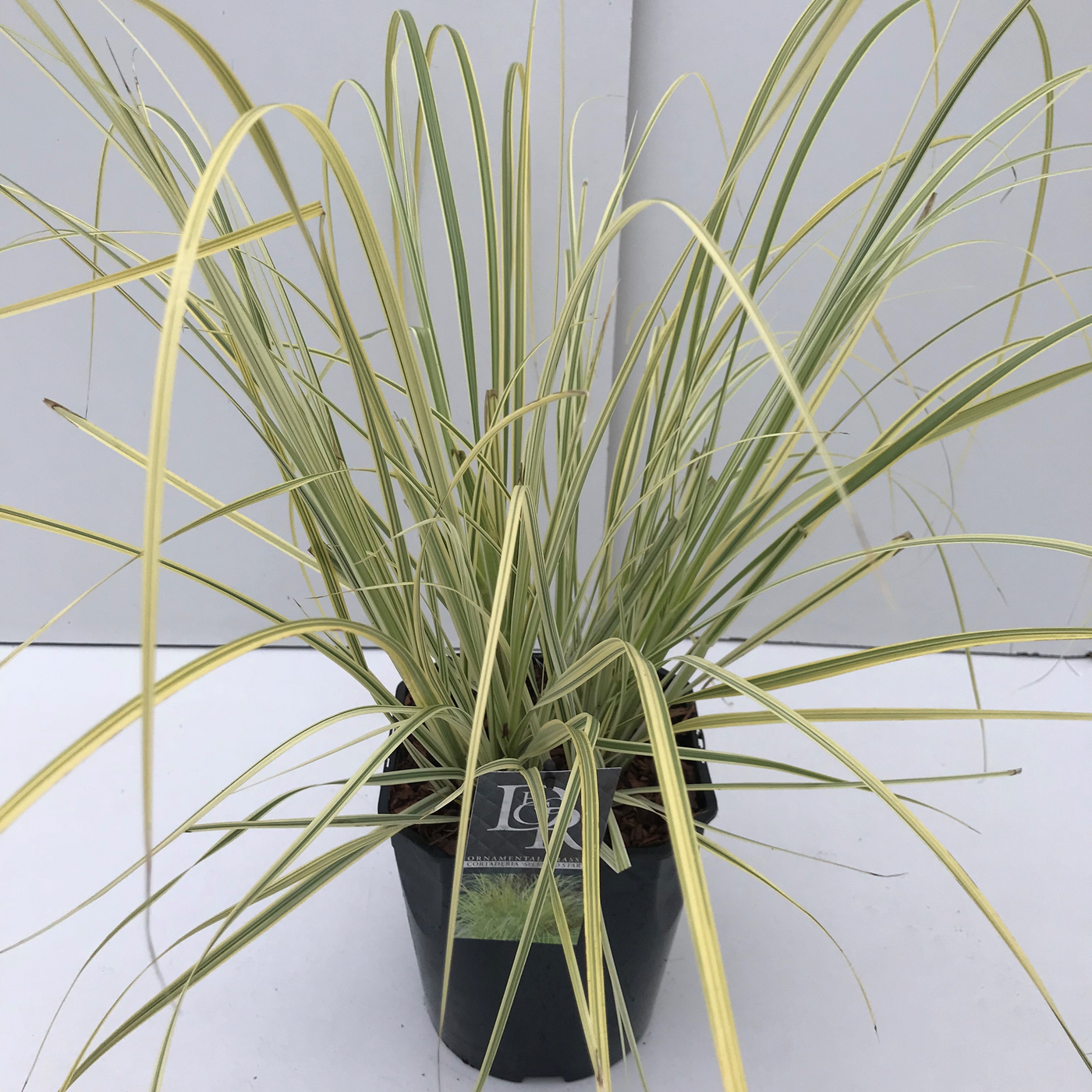 Planta naturala H50cm Cortaderia selloana 'Splendid Star' PS23/ in pamant