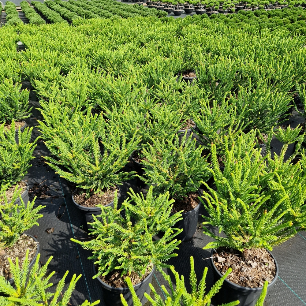 Planta naturala H50cm Cryptomeria japonica Dinger PS23/ in pamant