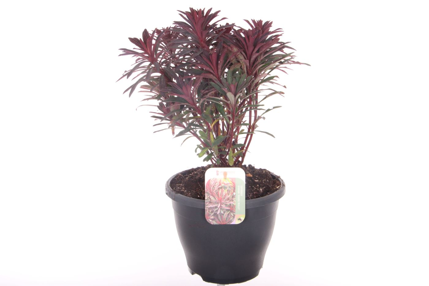Planta naturala H50cm Euphorbia Miner's Merlot PS23/ in pamant