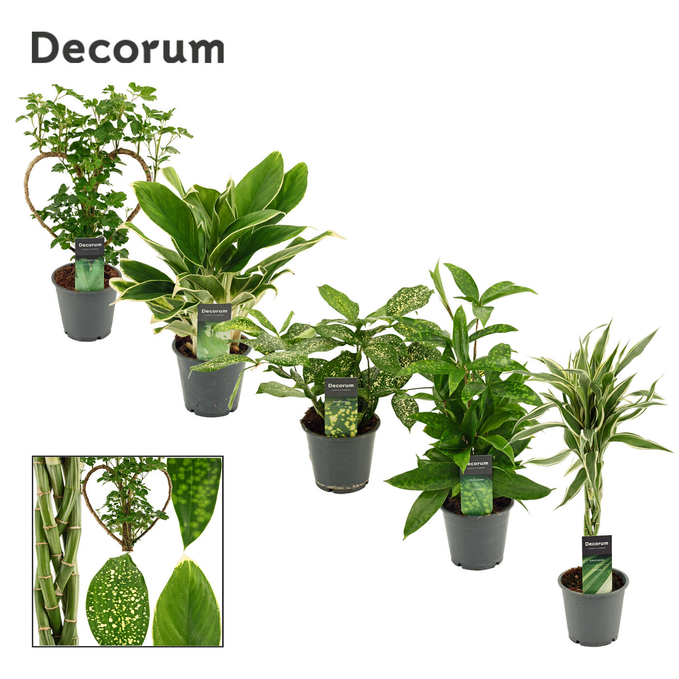 Planta naturala H50cm Groene planten mix Extreme PS12/ in pamant
