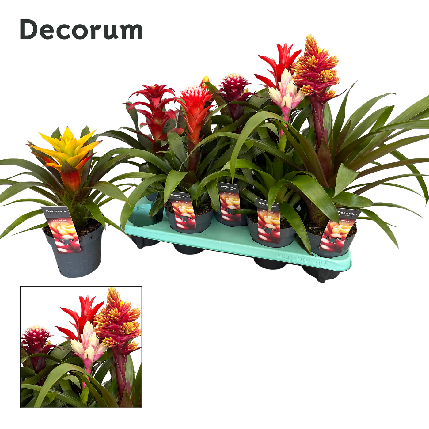 Planta naturala H50cm Guzmania mix PS13/ in pamant