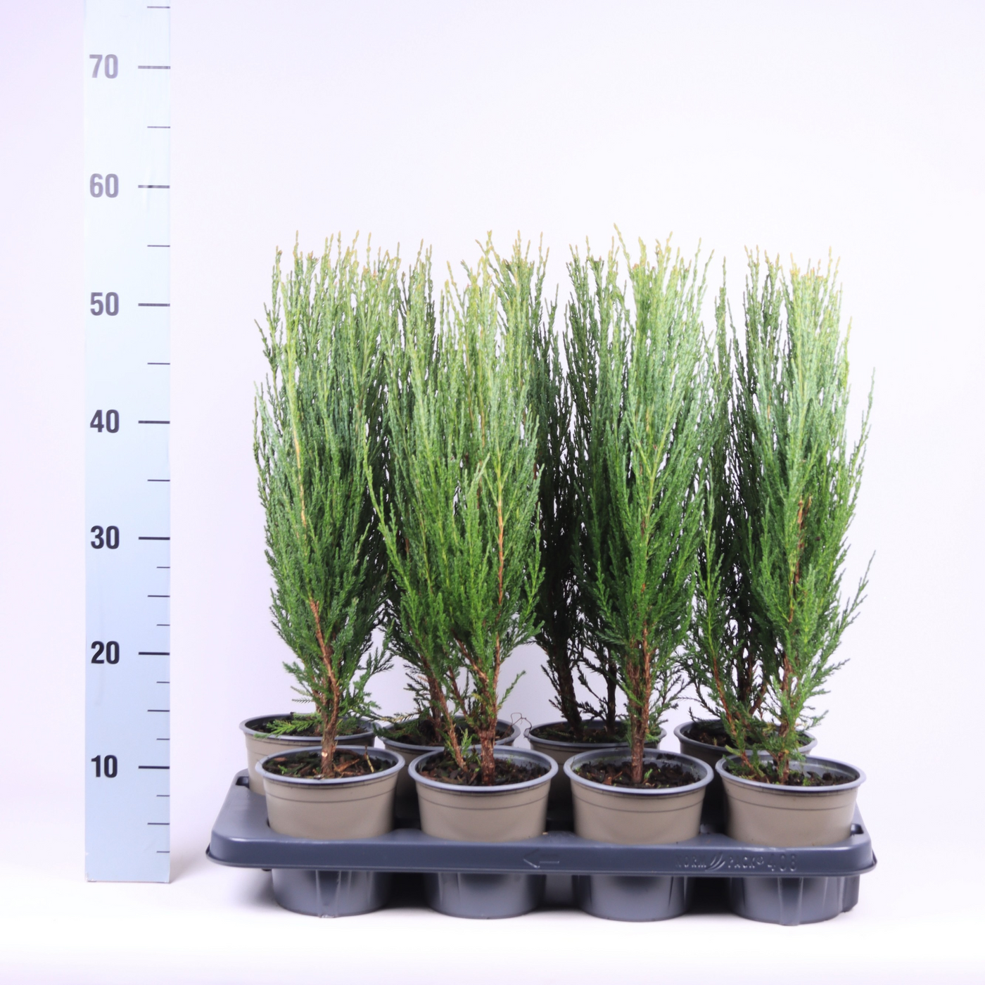 Planta naturala H50cm Juniperus scopulorum 'Blue Arrow' PS13/ in pamant