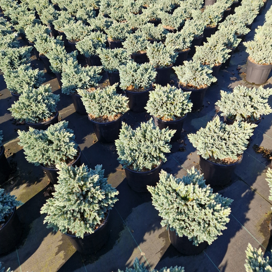 Planta naturala H50cm Juniperus squamata 'Blue Star' PS24/ in pamant