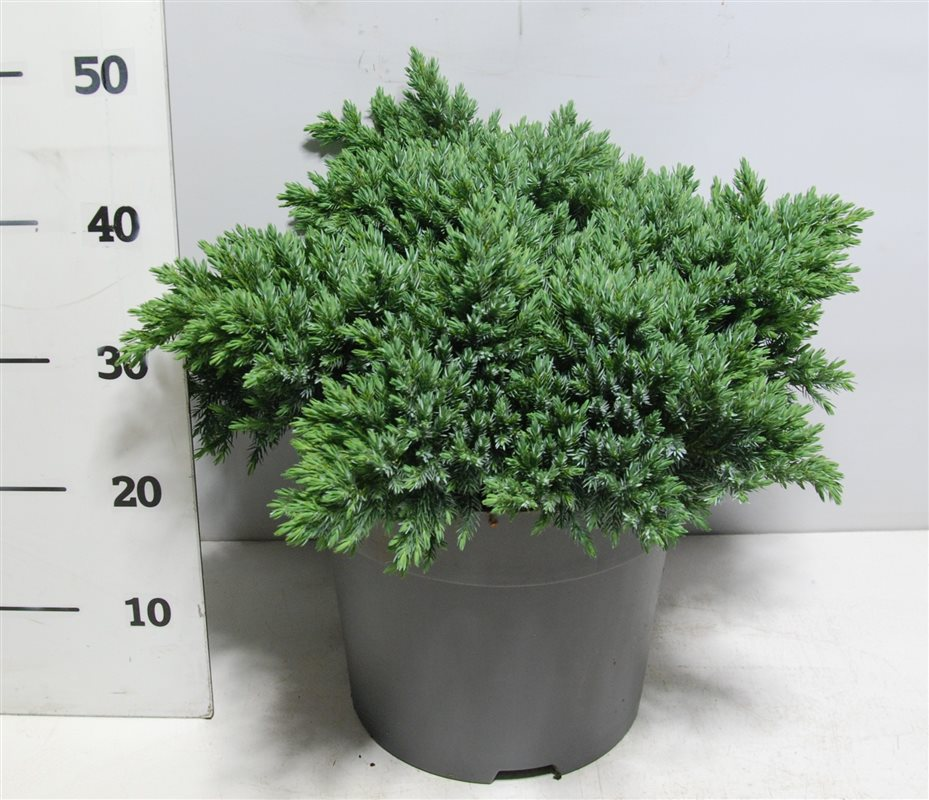 Planta naturala H50cm Juniperus squamata 'Blue Star' PS32/ in pamant