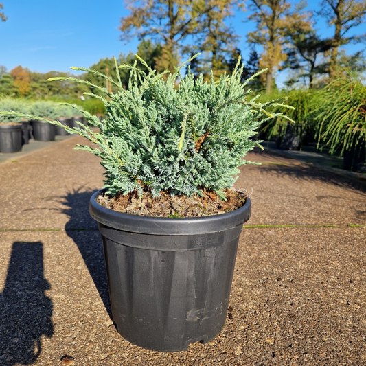 Planta naturala H50cm Juniperus squamata 'Holger' PS24/ in pamant