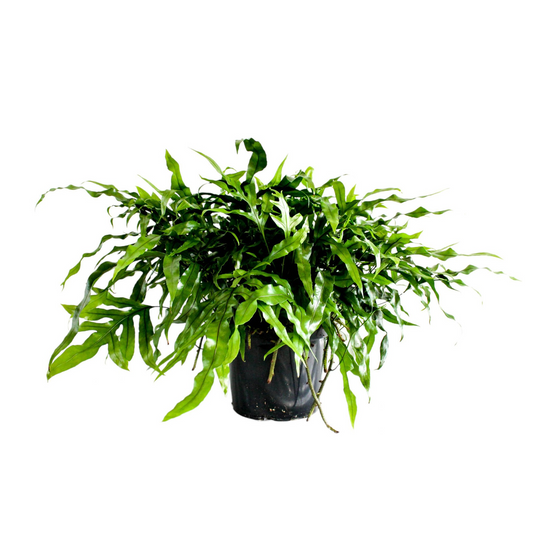 Planta naturala H50cm Microsorum diversifolium PS24/ in pamant