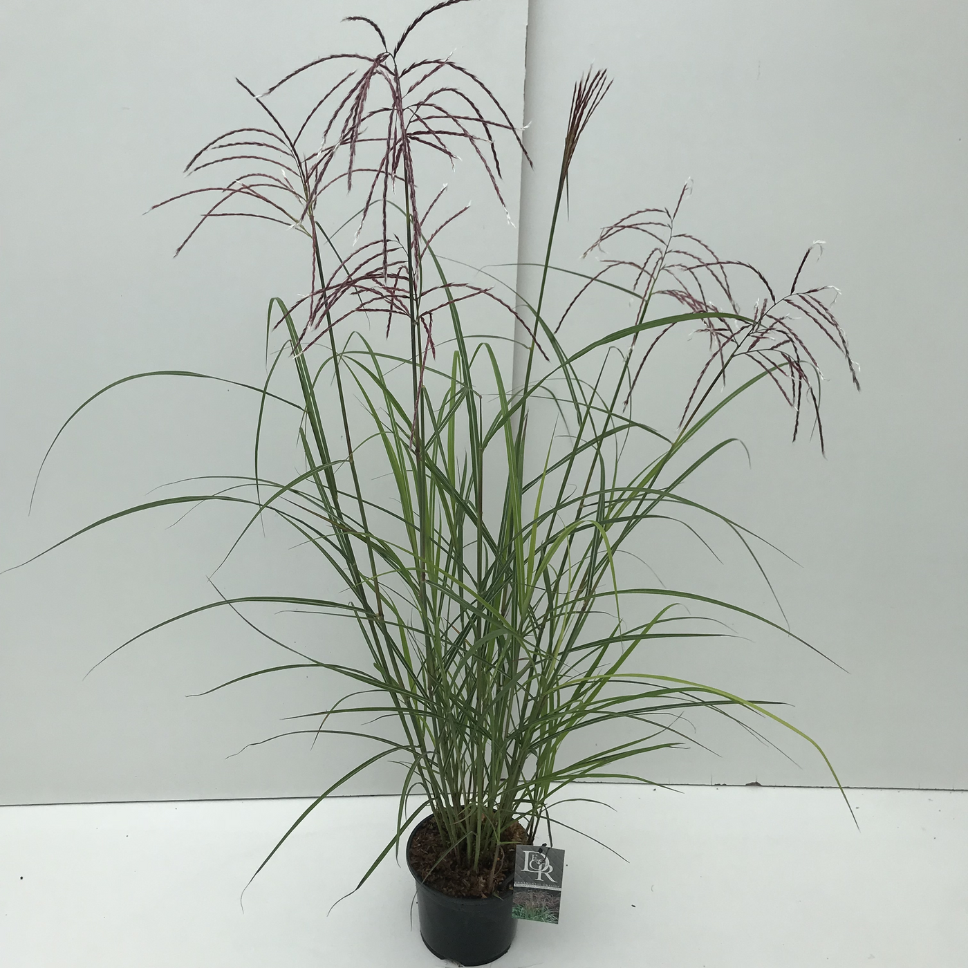 Planta naturala H50cm Miscanthus sinensis 'Ferner Osten' PS19/ in pamant