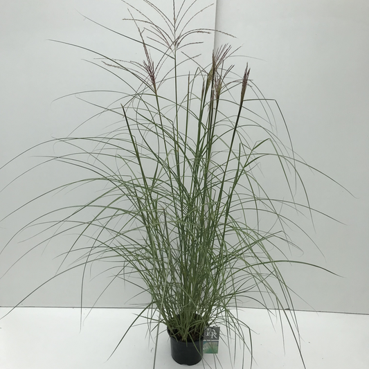 Planta naturala H50cm Miscanthus sinensis 'Kleine Silberspinne' PS19/ in pamant