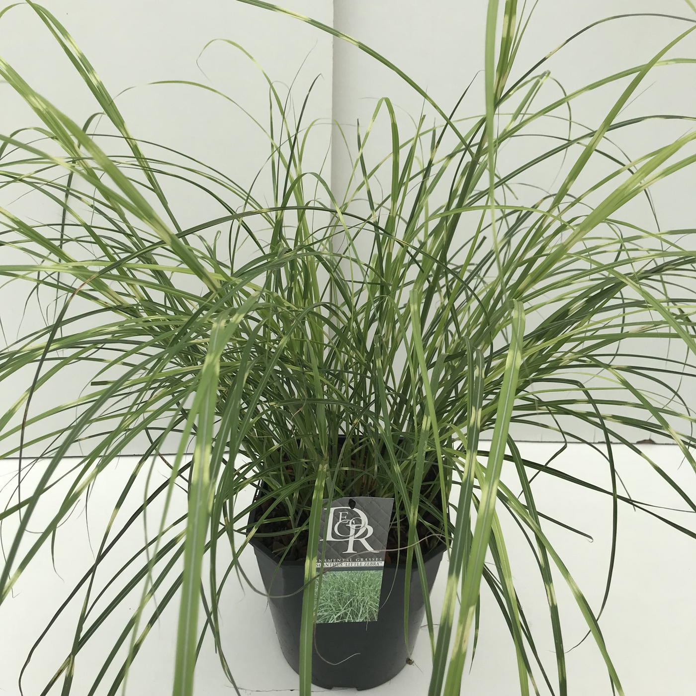 Planta naturala H50cm Miscanthus sinensis 'Little Zebra' PS23/ in pamant