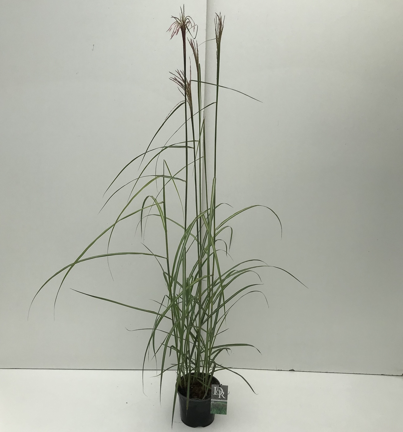 Planta naturala H50cm Miscanthus sinensis 'Malepartus' PS19/ in pamant