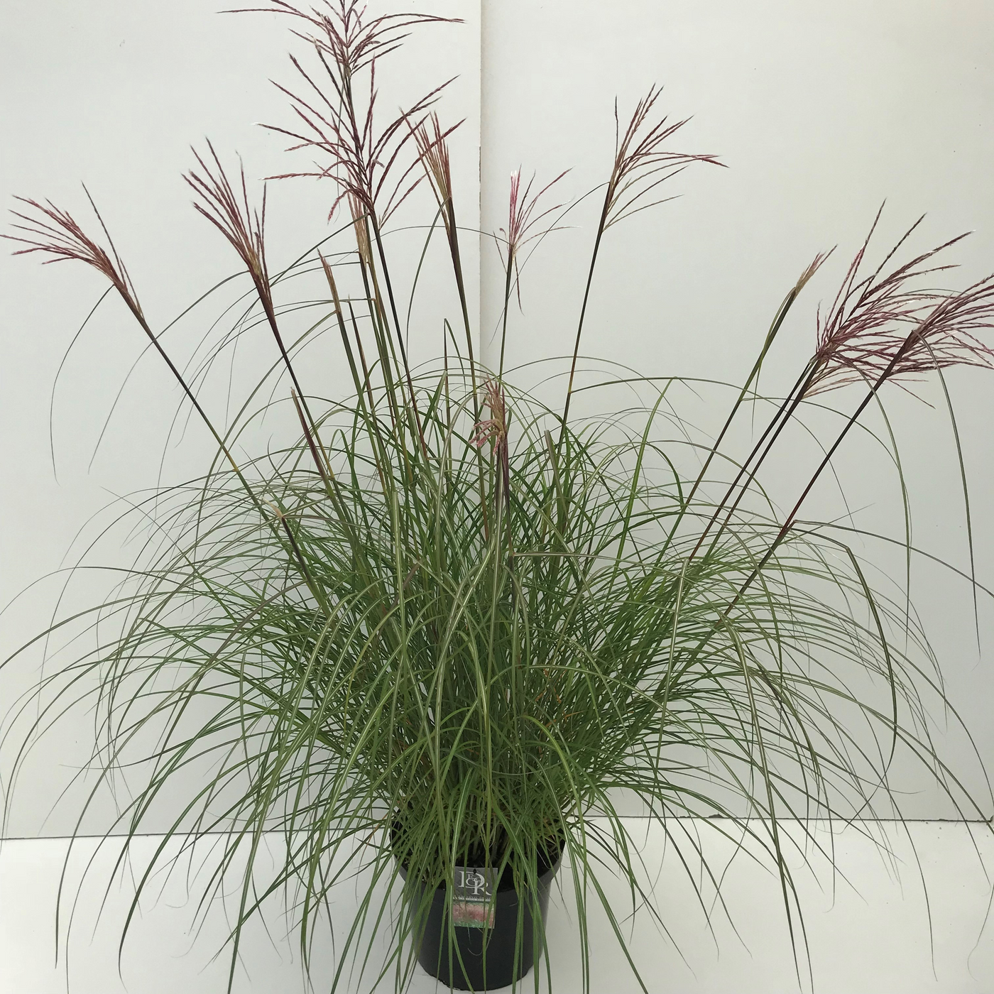 Planta naturala H50cm Miscanthus sinensis 'Red Chief' PS29/ in pamant