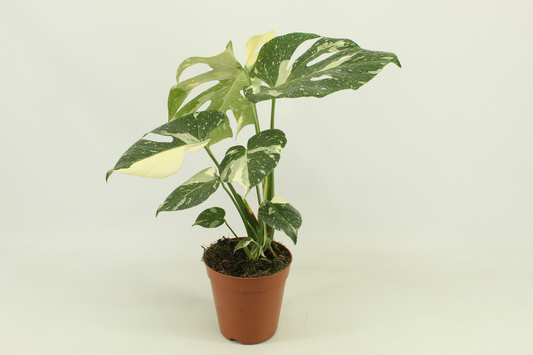 Planta naturala H50cm Monstera 'Thai constellation' PS15/ in pamant