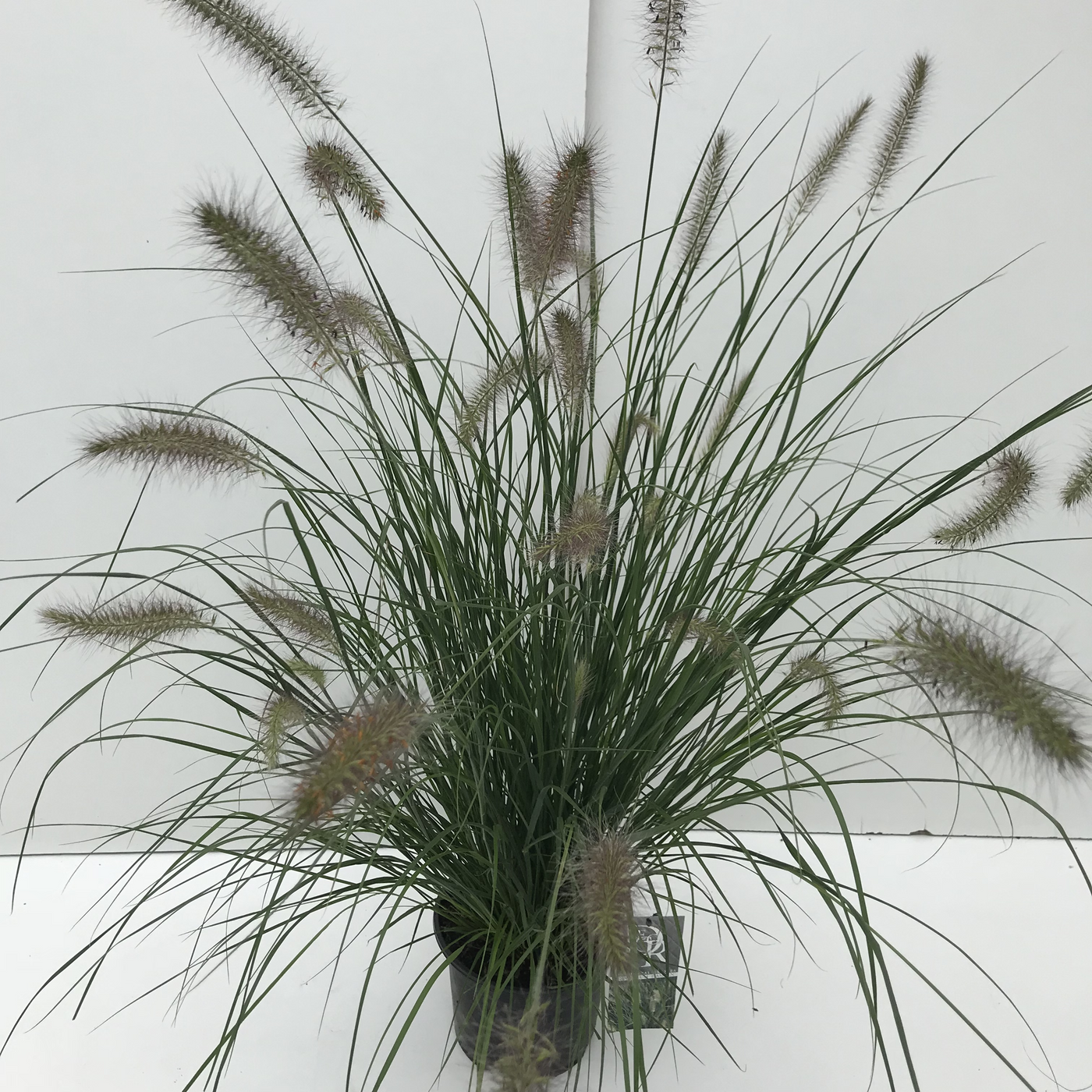 Planta naturala H50cm Pennisetum alopecuroides 'Hameln' PS19/ in pamant