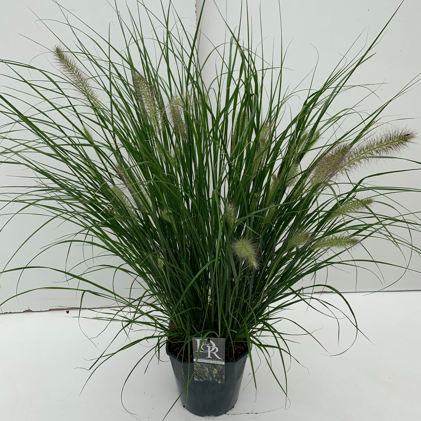 Planta naturala H50cm Pennisetum alopecuroides 'Hameln' PS23/ in pamant