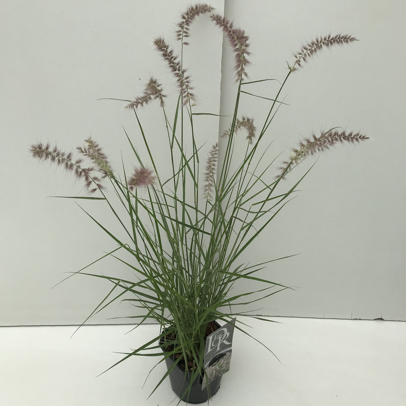 Planta naturala H50cm Pennisetum 'Karley Rose' PS17/ in pamant