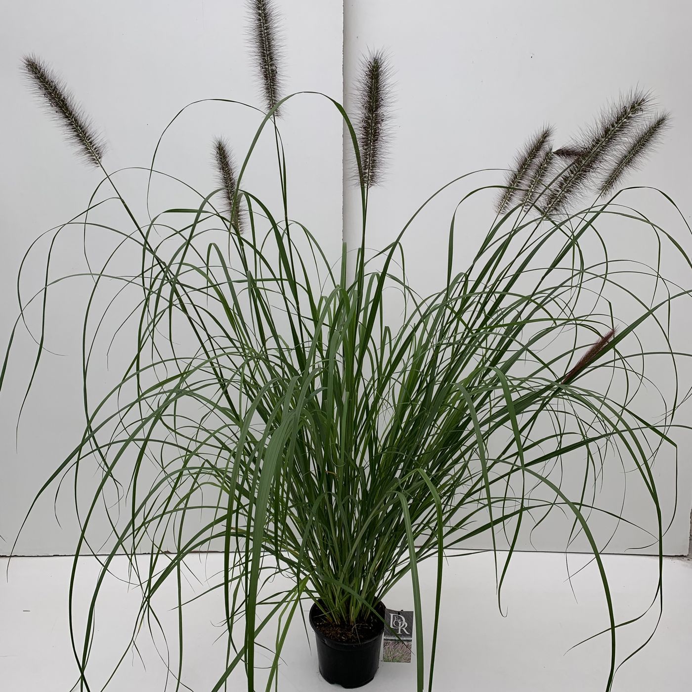 Planta naturala H50cm Pennisetum 'Red Head' PS19/ in pamant
