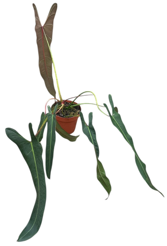 Planta naturala H50cm Philodendron 'Philodendron Spiritus Sancti' PS17/15cm in pamant