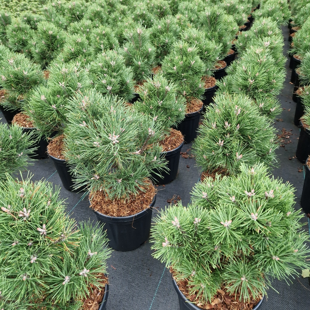 Planta naturala H50cm Pinus mugo 'Gnom' PS26/ in pamant