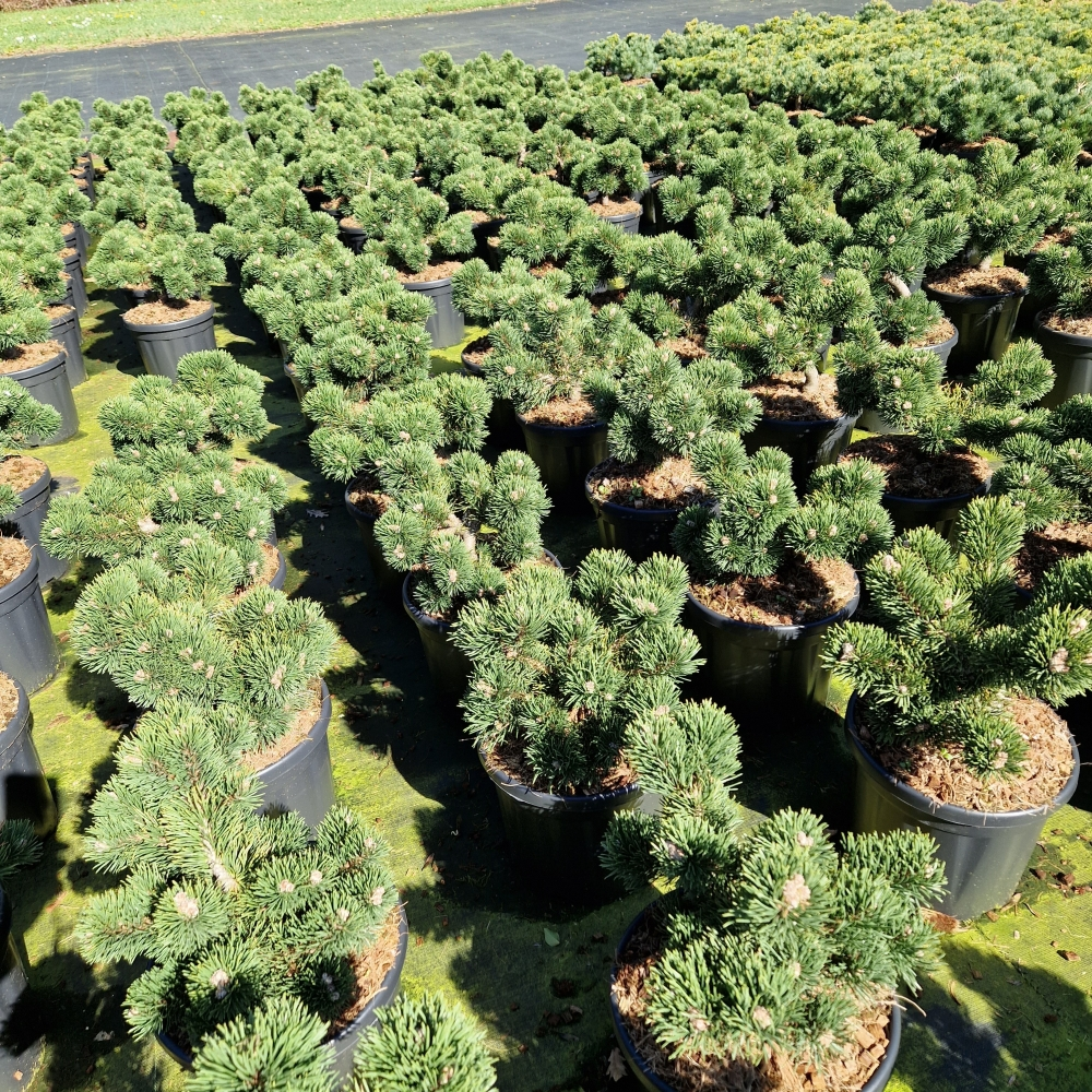Planta naturala H50cm Pinus mugo Jakobsen PS26/ in pamant